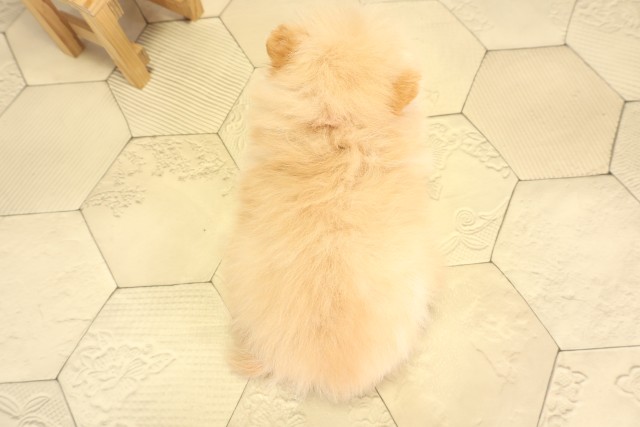 愛知県のポメラニアン (Coo&RIKU名古屋中川店/2025年12月3日生まれ/女の子/クリーム)の子犬の4枚目の画像