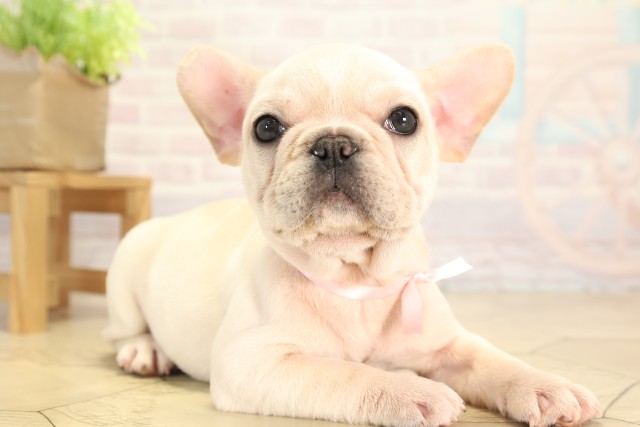 愛知県のフレンチブルドッグ (Coo&RIKU名古屋みなと店/2025年12月6日生まれ/女の子/クリーム)の子犬の2枚目の画像