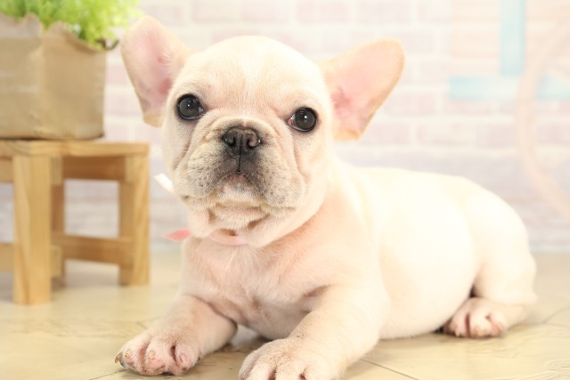 愛知県のフレンチブルドッグ (Coo&RIKU名古屋みなと店/2025年12月6日生まれ/女の子/クリーム)の子犬の3枚目の画像