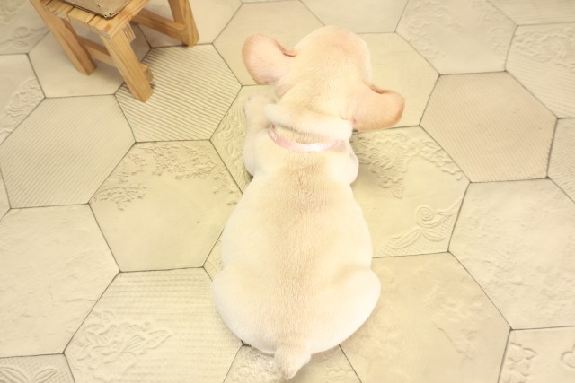 愛知県のフレンチブルドッグ (Coo&RIKU名古屋みなと店/2025年12月6日生まれ/女の子/クリーム)の子犬の4枚目の画像