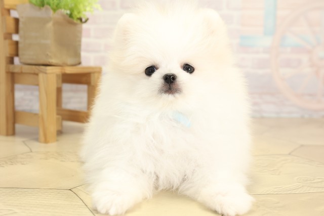 三重県のポメラニアン (Coo&RIKU津高茶屋店/2025年12月2日生まれ/男の子/ホワイト)の子犬の1枚目の画像