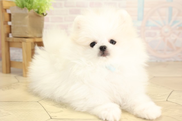三重県のポメラニアン (Coo&RIKU津高茶屋店/2025年12月2日生まれ/男の子/ホワイト)の子犬の2枚目の画像