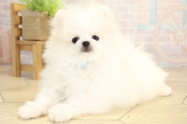 三重県のポメラニアン (Coo&RIKU津高茶屋店/2025年12月2日生まれ/男の子/ホワイト)の子犬の3枚目の画像