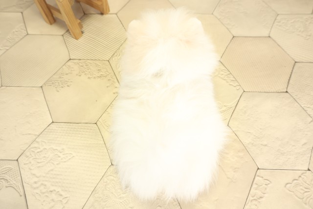 三重県のポメラニアン (Coo&RIKU津高茶屋店/2025年12月2日生まれ/男の子/ホワイト)の子犬の4枚目の画像