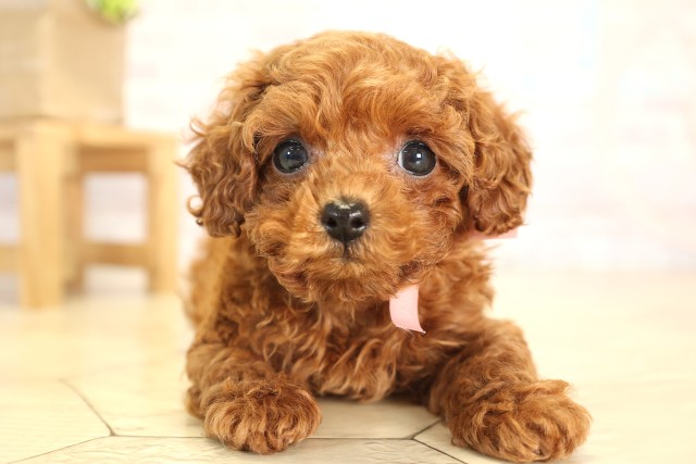 岐阜県のトイプードル(トイ) (Coo&RIKU各務原店/2025年12月3日生まれ/女の子/レッドフォーン)の子犬の1枚目の画像