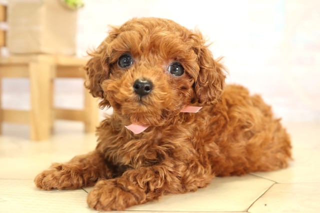 岐阜県のトイプードル(トイ) (Coo&RIKU各務原店/2025年12月3日生まれ/女の子/レッドフォーン)の子犬の3枚目の画像