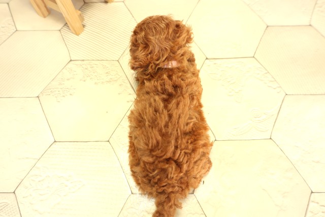 岐阜県のトイプードル(トイ) (Coo&RIKU各務原店/2025年12月3日生まれ/女の子/レッドフォーン)の子犬の4枚目の画像