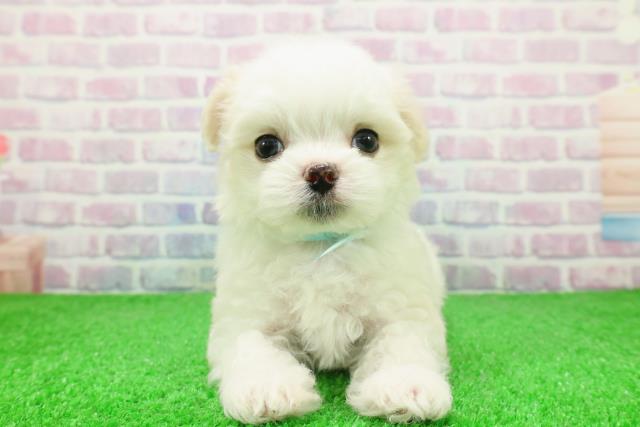 埼玉県のチワマル/マルチワ(チワワ×マルチーズ) (Coo&RIKU桶川店/2025年12月6日生まれ/男の子/ホワイトクリーム)の子犬の1枚目の画像
