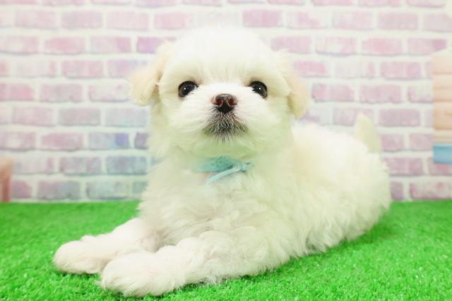 埼玉県のチワマル/マルチワ(チワワ×マルチーズ) (Coo&RIKU桶川店/2025年12月6日生まれ/男の子/ホワイトクリーム)の子犬の2枚目の画像