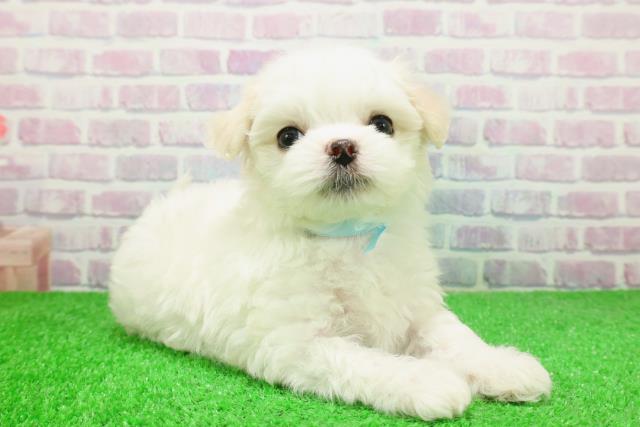 埼玉県のチワマル/マルチワ(チワワ×マルチーズ) (Coo&RIKU桶川店/2025年12月6日生まれ/男の子/ホワイトクリーム)の子犬の3枚目の画像