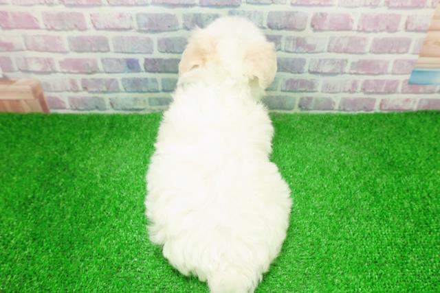 埼玉県のチワマル/マルチワ(チワワ×マルチーズ) (Coo&RIKU桶川店/2025年12月6日生まれ/男の子/ホワイトクリーム)の子犬の4枚目の画像