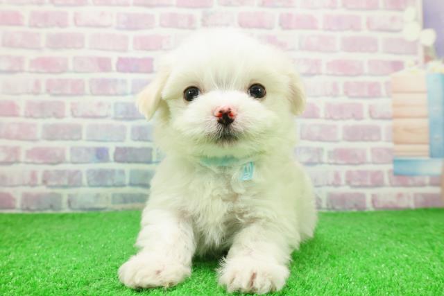 埼玉県のチワマル/マルチワ(チワワ×マルチーズ) (Coo&RIKU岩槻店/2025年12月6日生まれ/男の子/ホワイトクリーム)の子犬の1枚目の画像