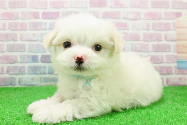 埼玉県のチワマル/マルチワ(チワワ×マルチーズ) (Coo&RIKU岩槻店/2025年12月6日生まれ/男の子/ホワイトクリーム)の子犬の2枚目の画像