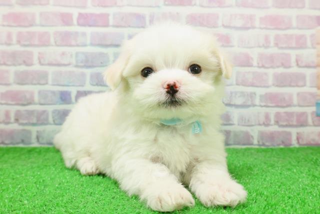 埼玉県のチワマル/マルチワ(チワワ×マルチーズ) (Coo&RIKU岩槻店/2025年12月6日生まれ/男の子/ホワイトクリーム)の子犬の3枚目の画像