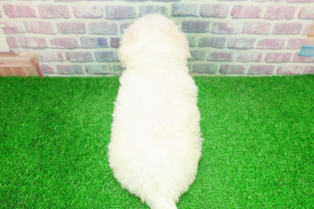 埼玉県のチワマル/マルチワ(チワワ×マルチーズ) (Coo&RIKU岩槻店/2025年12月6日生まれ/男の子/ホワイトクリーム)の子犬の4枚目の画像