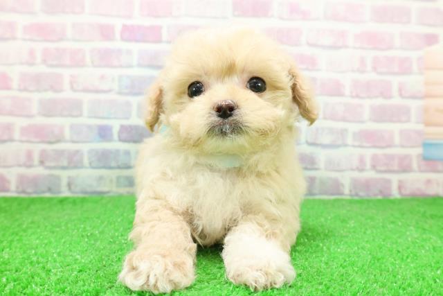 東京都のマルプー(マルチーズ×プードル) (Coo&RIKU府中店/2025年12月4日生まれ/男の子/クリーム)の子犬の1枚目の画像