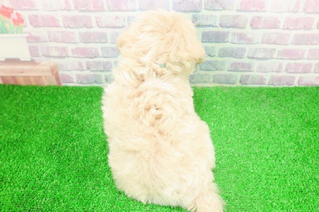 東京都のマルプー(マルチーズ×プードル) (Coo&RIKU府中店/2025年12月4日生まれ/男の子/クリーム)の子犬の4枚目の画像