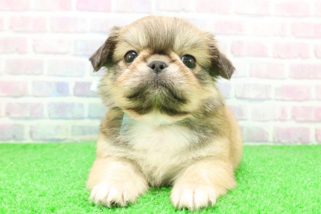 埼玉県のチワペキ/ペキチー/ペキチワ(チワワ×ペキニーズ) (Coo&RIKUアニマルケアセンター大宮/2025年12月3日生まれ/男の子/クリームセーブル)の子犬