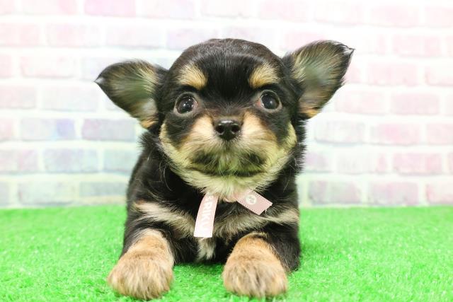 埼玉県のチワワ(ロング) (Coo&RIKUアニマルケアセンター大宮/2025年12月4日生まれ/女の子/ブラックタン)の子犬