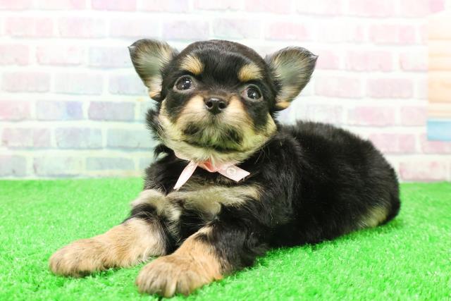 埼玉県のチワワ(ロング) (Coo&RIKUアニマルケアセンター大宮/2025年12月4日生まれ/女の子/ブラックタン)の子犬の2枚目の画像