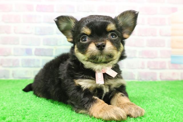 埼玉県のチワワ(ロング) (Coo&RIKUアニマルケアセンター大宮/2025年12月4日生まれ/女の子/ブラックタン)の子犬の3枚目の画像