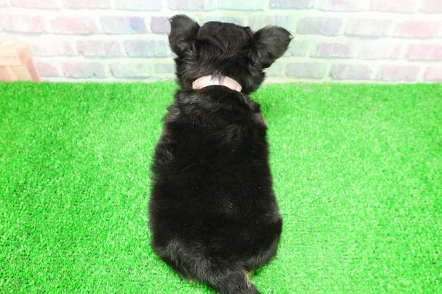 埼玉県のチワワ(ロング) (Coo&RIKUアニマルケアセンター大宮/2025年12月4日生まれ/女の子/ブラックタン)の子犬の4枚目の画像