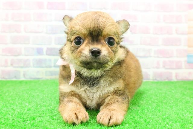 埼玉県のチワワ(ロング) (Coo&RIKUアニマルケアセンター大宮/2025年12月5日生まれ/女の子/レッド)の子犬