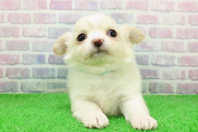 埼玉県のチワワ(ロング) (Coo&RIKUアニマルケアセンター大宮/2025年12月5日生まれ/男の子/ホワイトクリーム)の子犬