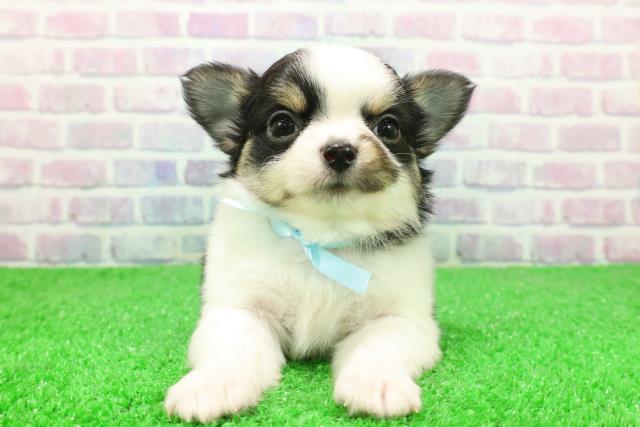 埼玉県のチワワ(ロング) (Coo&RIKUアニマルケアセンター大宮/2025年12月5日生まれ/男の子/ブラックタンホワイト)の子犬