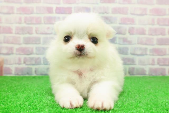 埼玉県のポメチワ/チワポメ/ポメチー(ポメラニアン×チワワ) (Coo&RIKUアニマルケアセンター大宮/2025年12月5日生まれ/女の子/ホワイト)の子犬の1枚目の画像