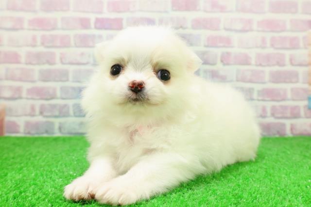 埼玉県のポメチワ/チワポメ/ポメチー(ポメラニアン×チワワ) (Coo&RIKUアニマルケアセンター大宮/2025年12月5日生まれ/女の子/ホワイト)の子犬の2枚目の画像