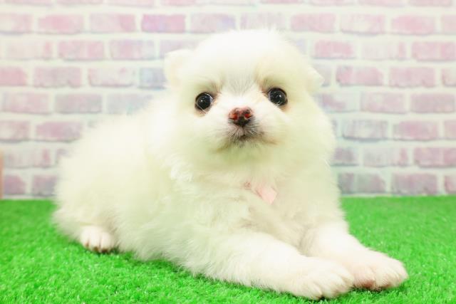 埼玉県のポメチワ/チワポメ/ポメチー(ポメラニアン×チワワ) (Coo&RIKUアニマルケアセンター大宮/2025年12月5日生まれ/女の子/ホワイト)の子犬の3枚目の画像