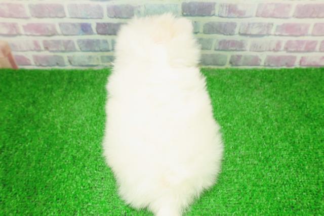 埼玉県のポメチワ/チワポメ/ポメチー(ポメラニアン×チワワ) (Coo&RIKUアニマルケアセンター大宮/2025年12月5日生まれ/女の子/ホワイト)の子犬の4枚目の画像