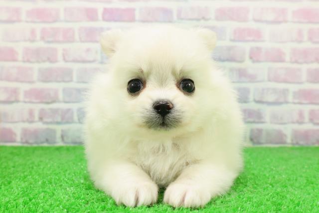 埼玉県のポメチワ/チワポメ/ポメチー(ポメラニアン×チワワ) (Coo&RIKUアニマルケアセンター大宮/2025年12月5日生まれ/女の子/ホワイト)の子犬の1枚目の画像