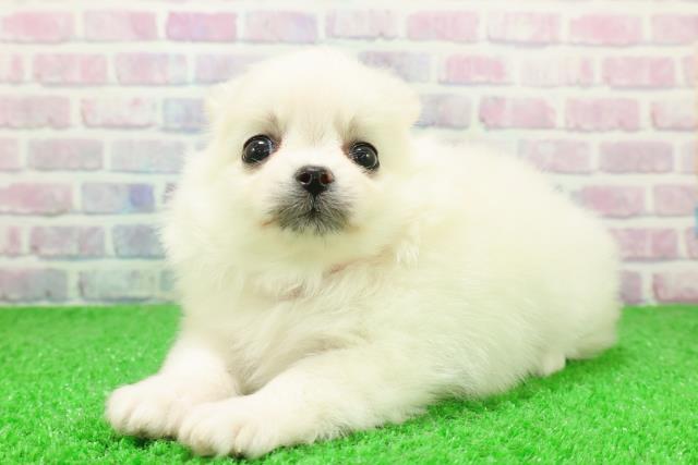 埼玉県のポメチワ/チワポメ/ポメチー(ポメラニアン×チワワ) (Coo&RIKUアニマルケアセンター大宮/2025年12月5日生まれ/女の子/ホワイト)の子犬の2枚目の画像