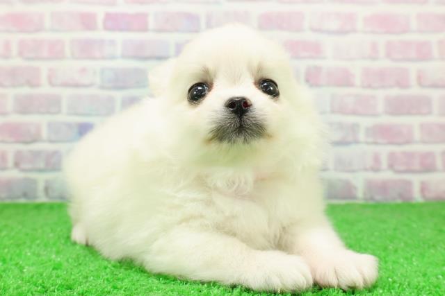 埼玉県のポメチワ/チワポメ/ポメチー(ポメラニアン×チワワ) (Coo&RIKUアニマルケアセンター大宮/2025年12月5日生まれ/女の子/ホワイト)の子犬の3枚目の画像