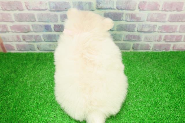 埼玉県のポメチワ/チワポメ/ポメチー(ポメラニアン×チワワ) (Coo&RIKUアニマルケアセンター大宮/2025年12月5日生まれ/女の子/ホワイト)の子犬の4枚目の画像