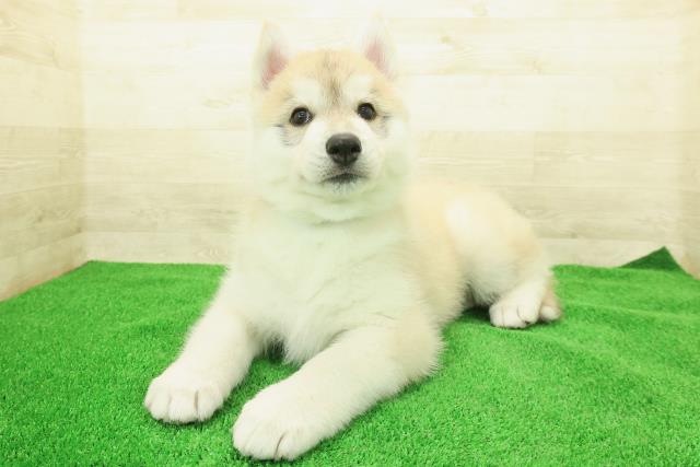 秋田県のシベリアンハスキー (Coo&RIKU秋田店/2025年12月8日生まれ/男の子/レッドホワイト)の子犬の2枚目の画像