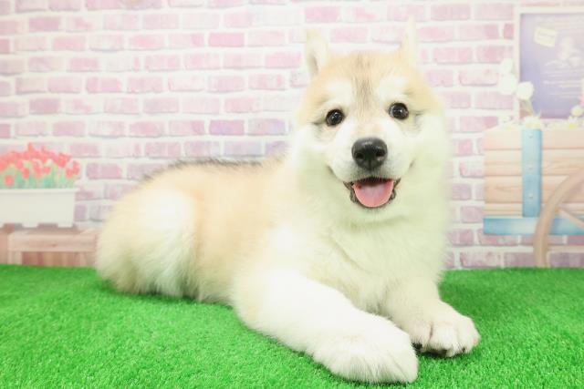 秋田県のシベリアンハスキー (Coo&RIKU秋田店/2025年12月8日生まれ/男の子/レッドホワイト)の子犬の3枚目の画像