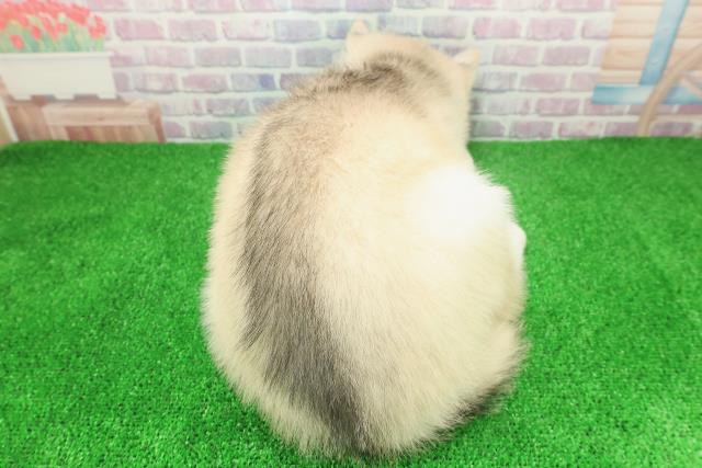 秋田県のシベリアンハスキー (Coo&RIKU秋田店/2025年12月8日生まれ/男の子/レッドホワイト)の子犬の4枚目の画像