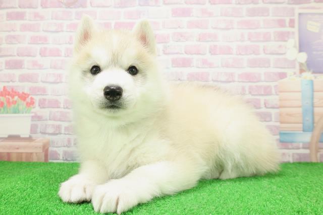 岩手県のシベリアンハスキー (Coo&RIKU岩手盛岡店/2025年12月8日生まれ/男の子/レッドホワイト)の子犬の2枚目の画像