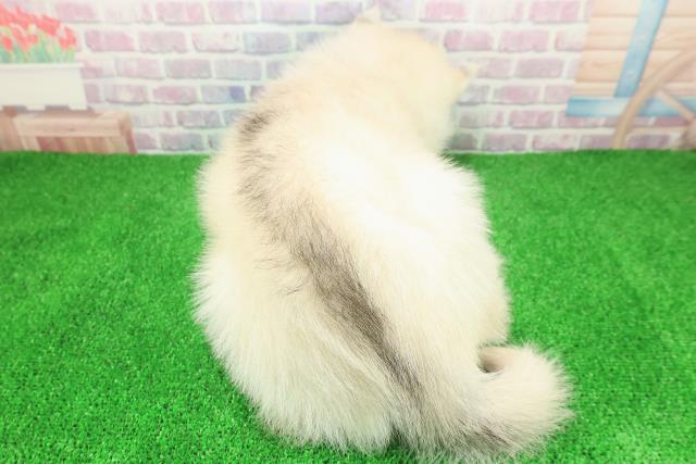 岩手県のシベリアンハスキー (Coo&RIKU岩手盛岡店/2025年12月8日生まれ/男の子/レッドホワイト)の子犬の4枚目の画像