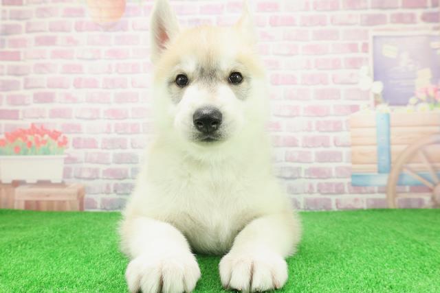 宮城県のシベリアンハスキー (Coo&RIKU仙台太白店/2025年12月8日生まれ/男の子/レッドホワイト)の子犬の1枚目の画像