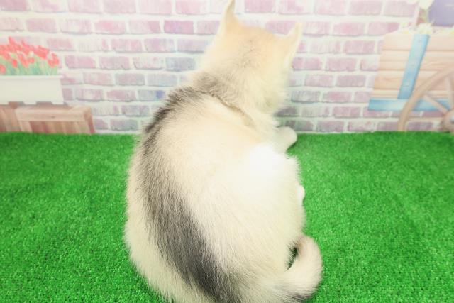 宮城県のシベリアンハスキー (Coo&RIKU仙台太白店/2025年12月8日生まれ/男の子/レッドホワイト)の子犬の4枚目の画像