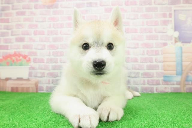 新潟県のシベリアンハスキー (Coo&RIKU長岡店/2025年12月8日生まれ/女の子/レッドホワイト)の子犬の1枚目の画像