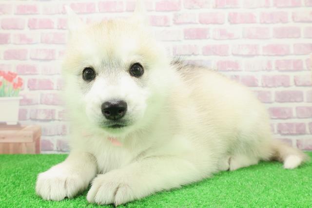 新潟県のシベリアンハスキー (Coo&RIKU長岡店/2025年12月8日生まれ/女の子/レッドホワイト)の子犬の2枚目の画像