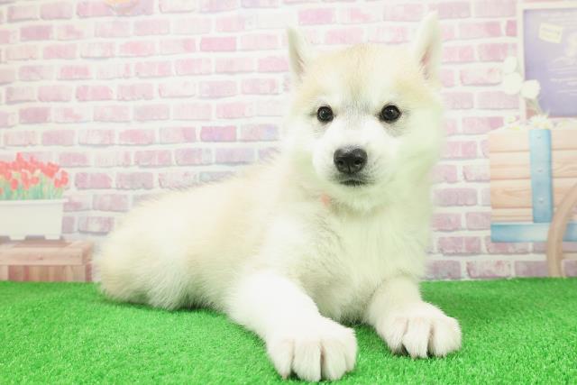 新潟県のシベリアンハスキー (Coo&RIKU長岡店/2025年12月8日生まれ/女の子/レッドホワイト)の子犬の3枚目の画像