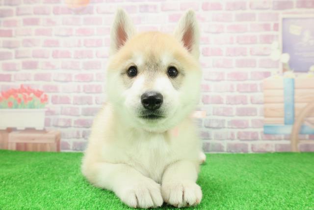 新潟県のシベリアンハスキー (Coo&RIKUイオンモール新発田店/2025年12月8日生まれ/女の子/レッドホワイト)の子犬の1枚目の画像