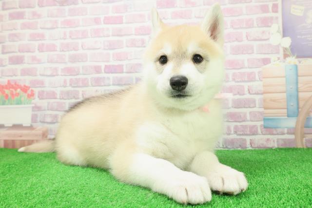 新潟県のシベリアンハスキー (Coo&RIKUイオンモール新発田店/2025年12月8日生まれ/女の子/レッドホワイト)の子犬の3枚目の画像