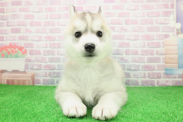 東京都のシベリアンハスキー (Coo&RIKU板橋店/2025年12月8日生まれ/女の子/レッドホワイト)の子犬の1枚目の画像